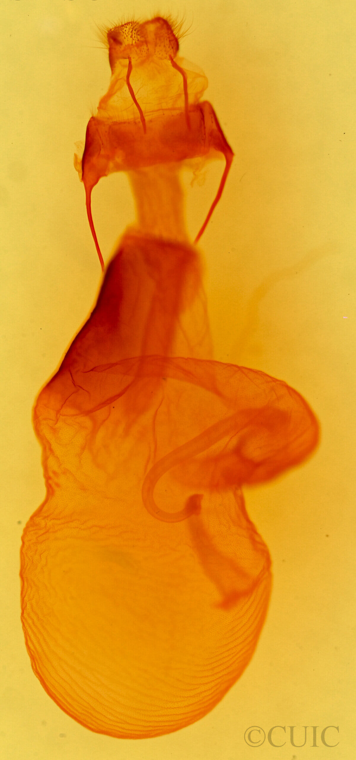 genitalia view of adult Acronicta fallax