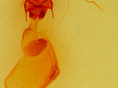 genitalia view of adult Chloronycta tybo