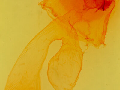 genitalia view of adult Dichagyris madida