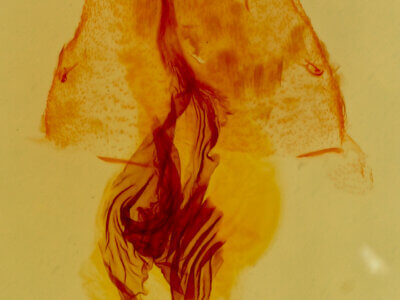 genitalia view of adult Metaponpneumata rogenhoferi