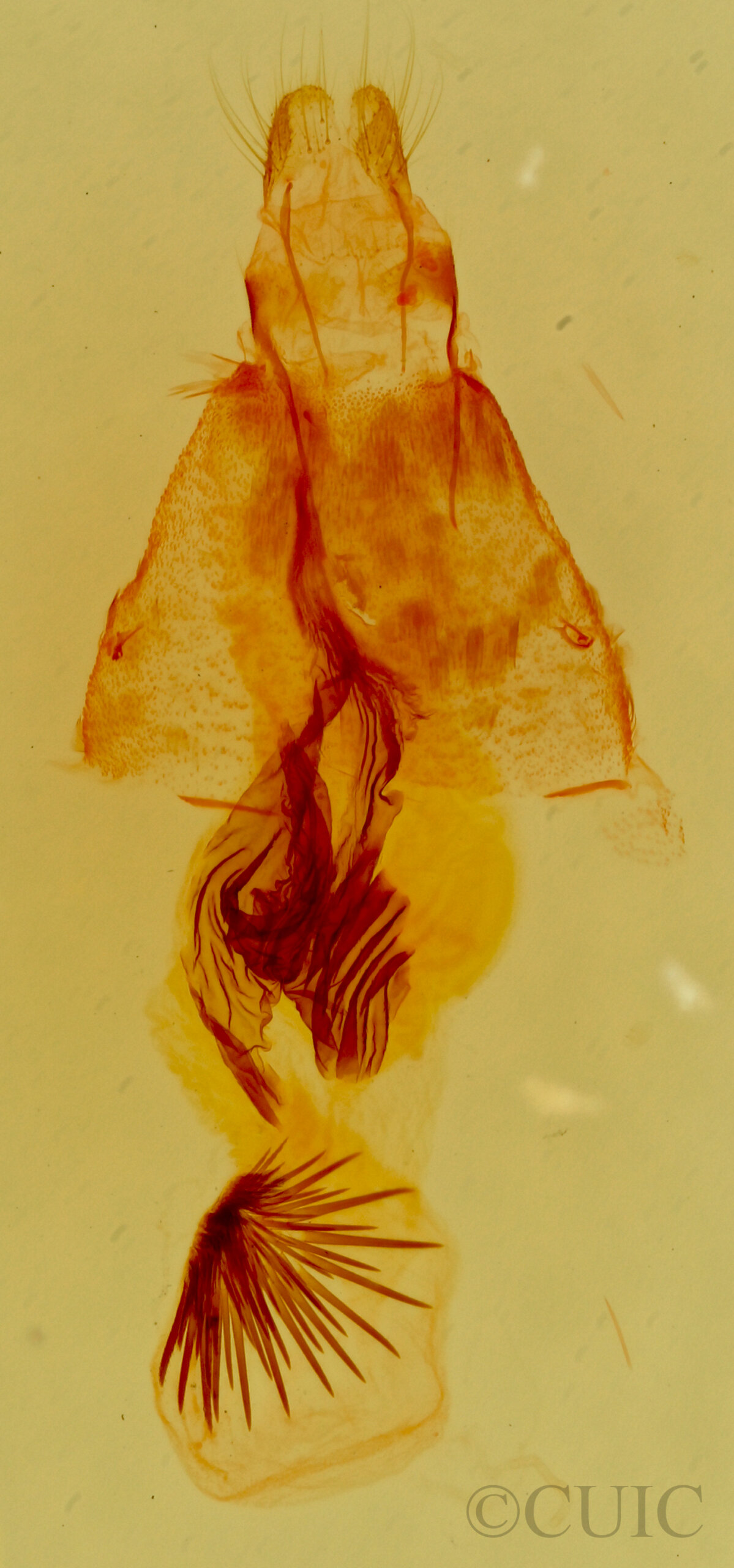 genitalia view of adult Metaponpneumata rogenhoferi