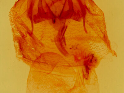 genitalia view of adult Aleptina inca