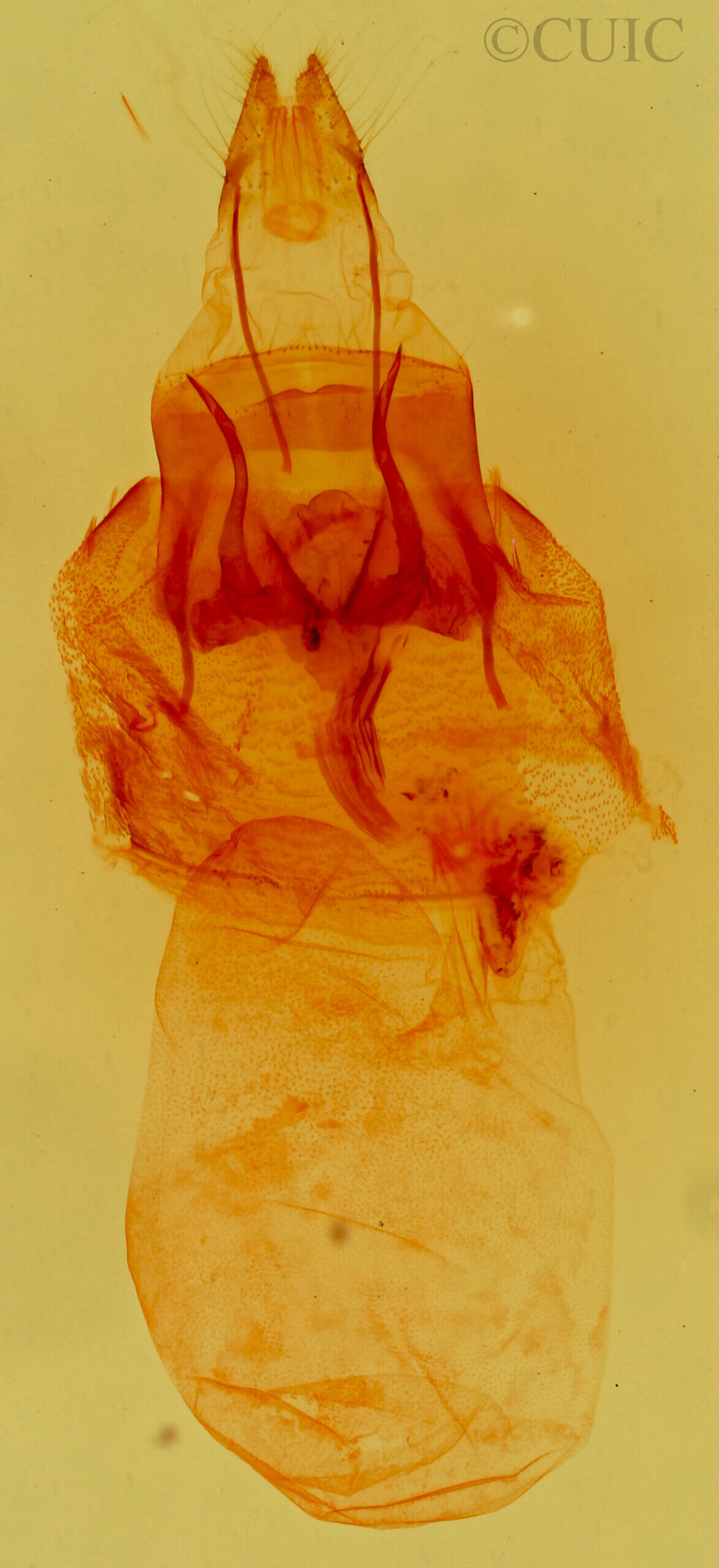 genitalia view of adult Aleptina inca