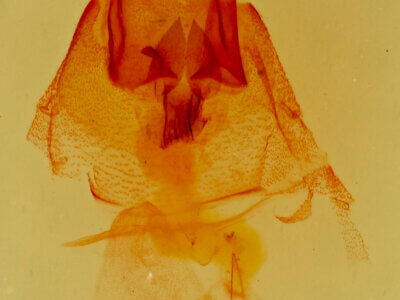 genitalia view of adult Aleptina clinopetes