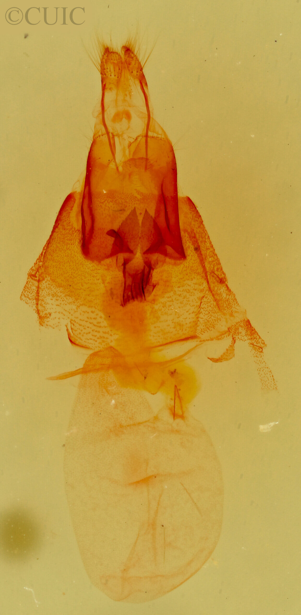 genitalia view of adult Aleptina clinopetes
