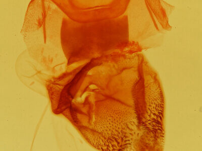 genitalia view of adult Paraeuchaetes insulata