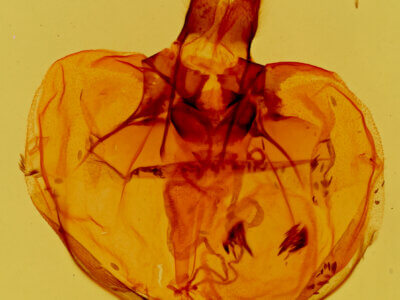 genitalia view of adult Pygoctenucha terminalis