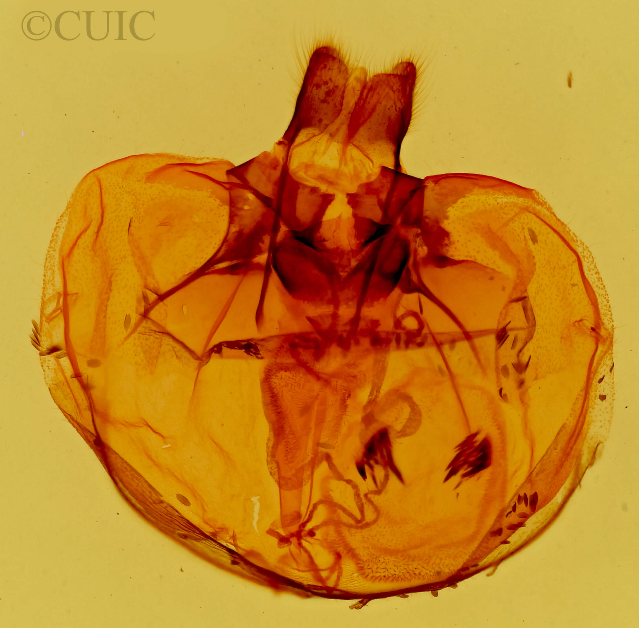 genitalia view of adult Pygoctenucha terminalis