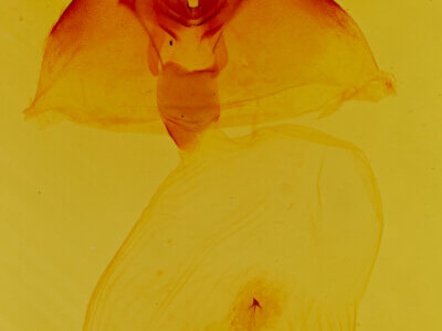 genitalia view of adult Bertholdia sp.