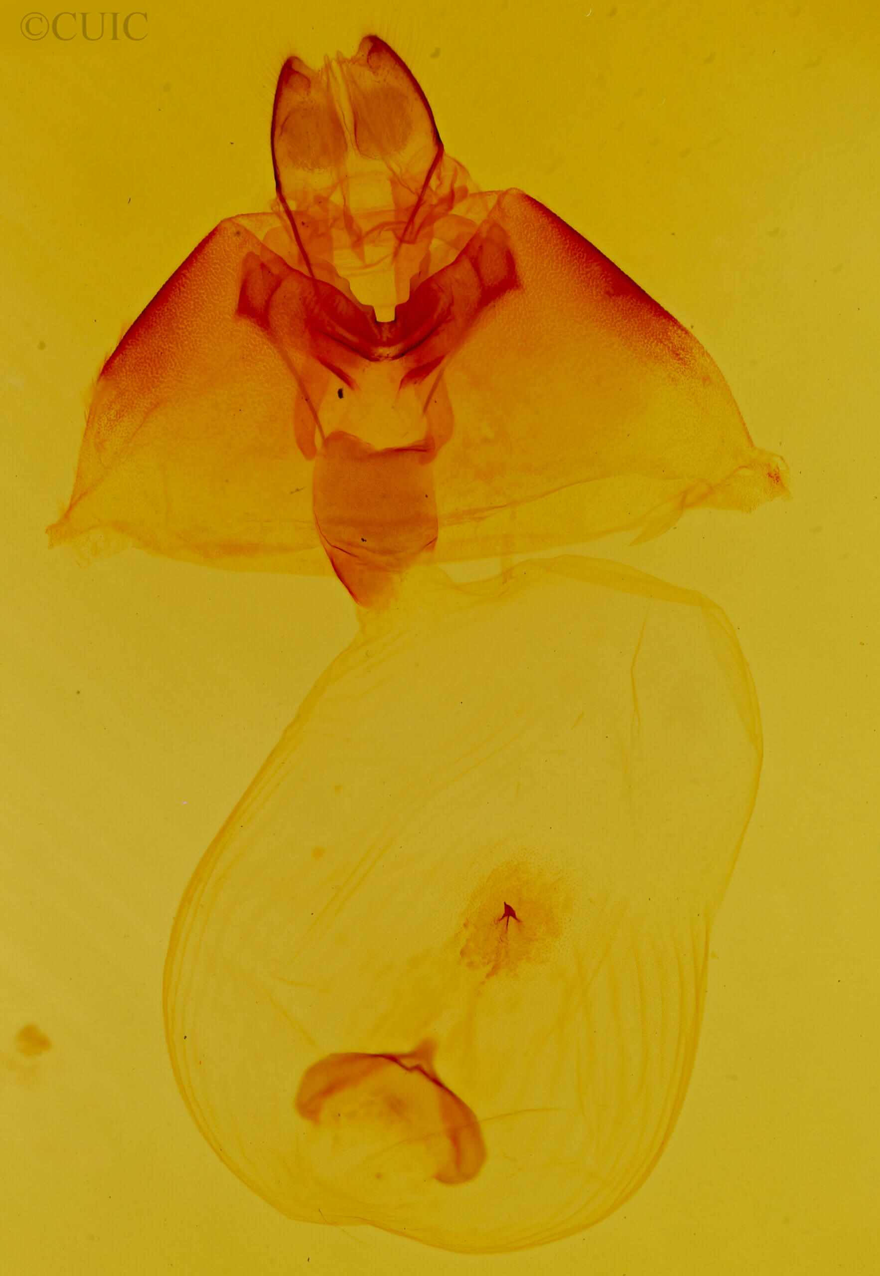 genitalia view of adult Bertholdia sp.