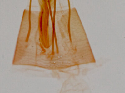 genitalia view of adult Tripudia balteata