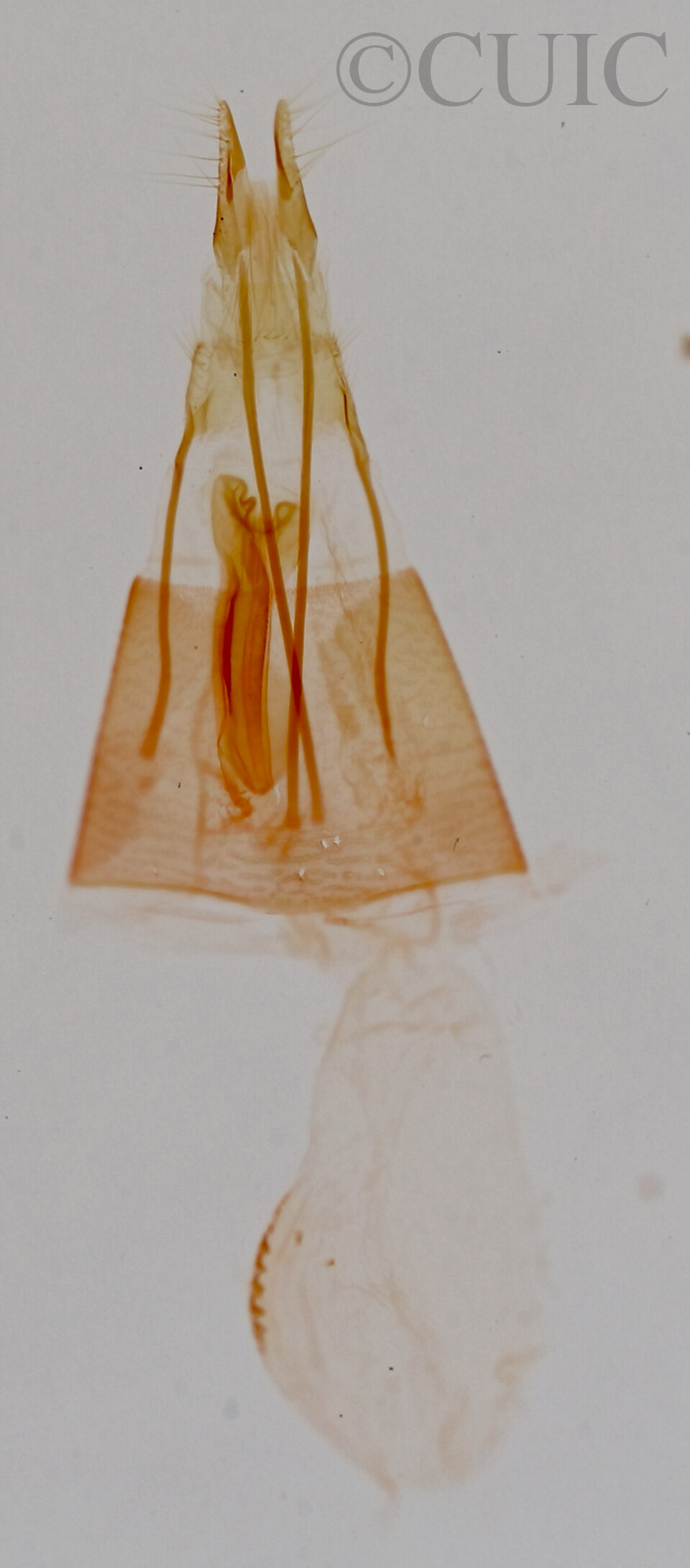 genitalia view of adult Tripudia balteata