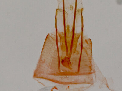 genitalia view of adult Tripudia inquaesita