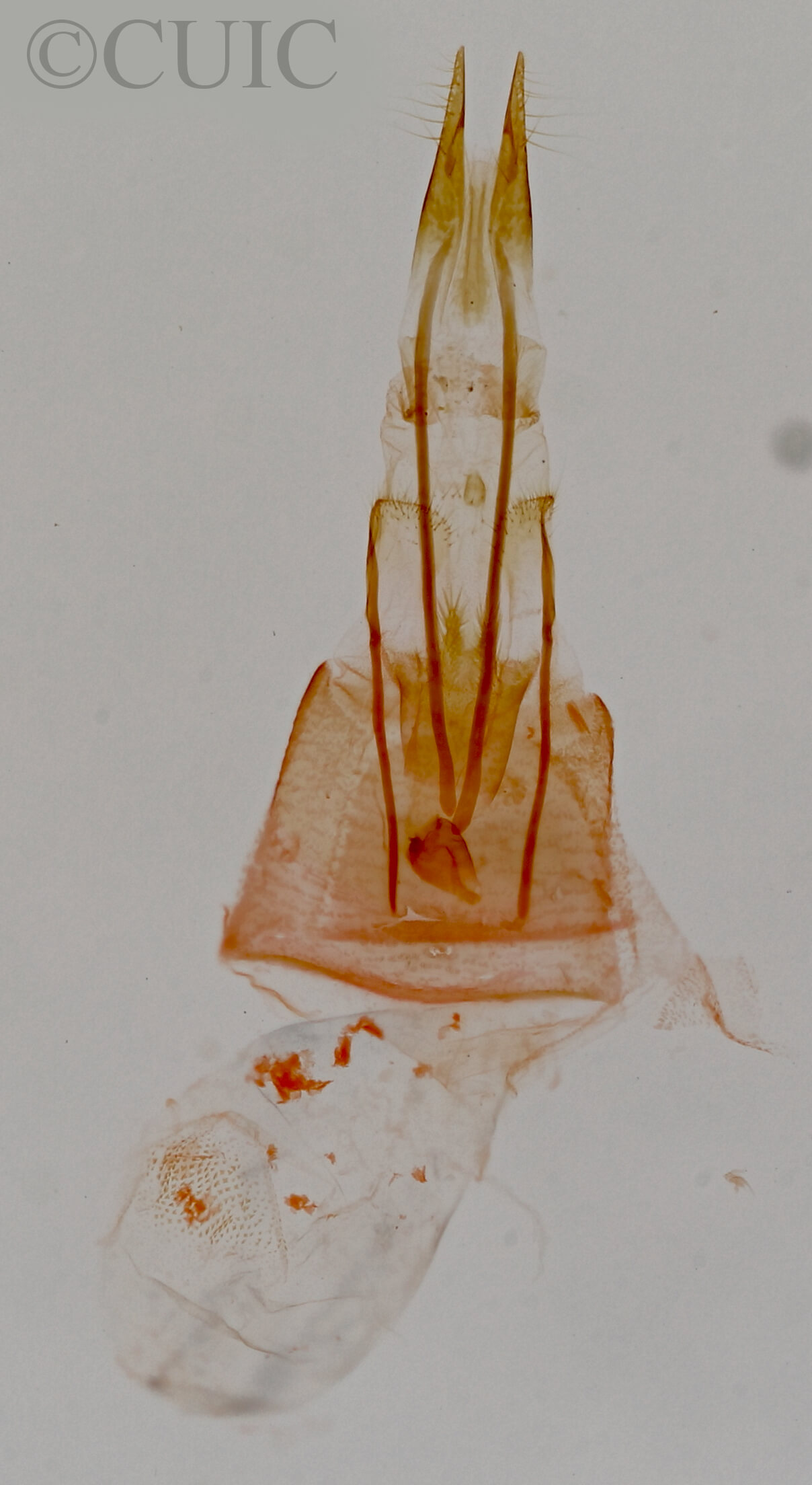 genitalia view of adult Tripudia inquaesita