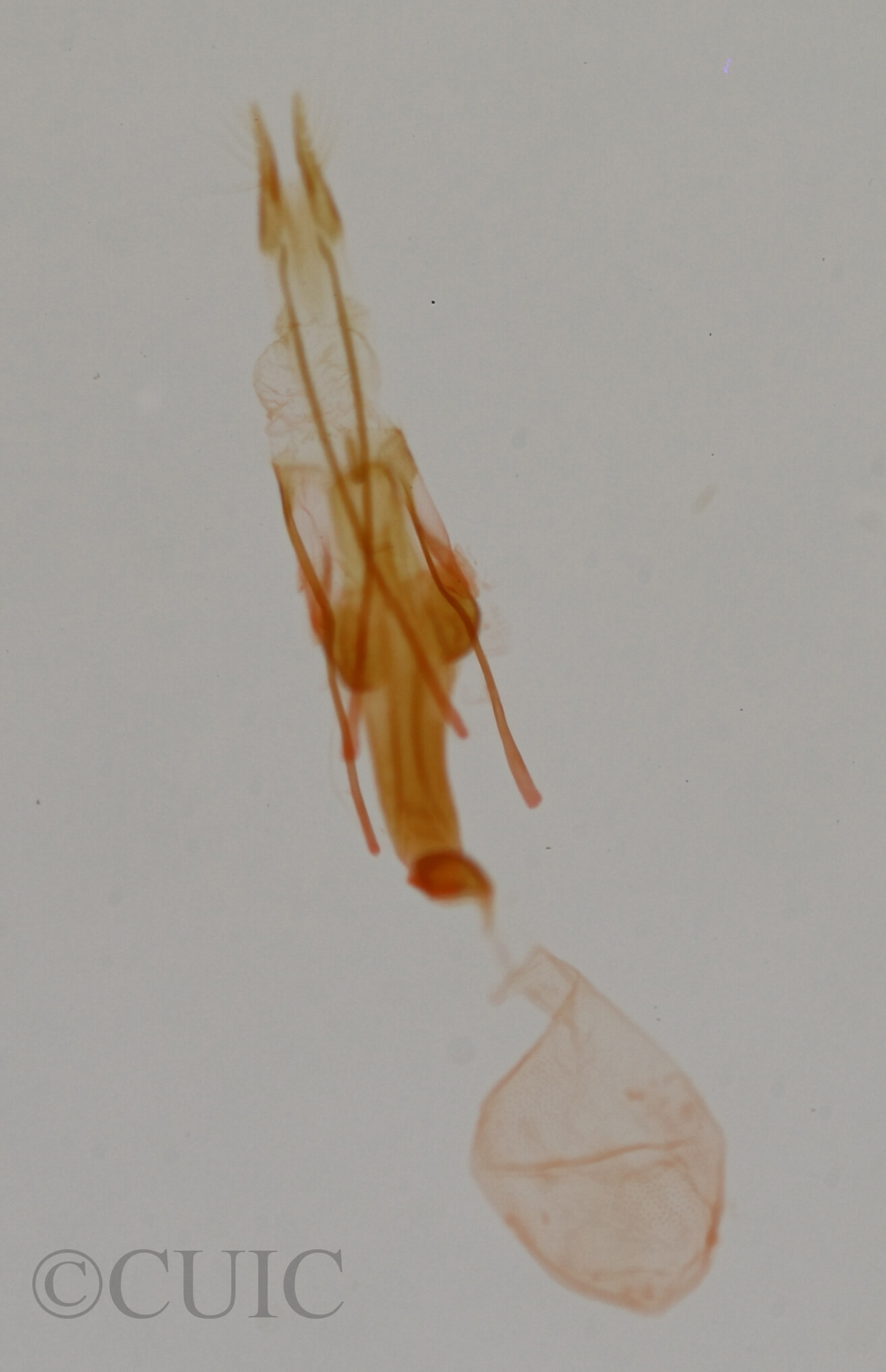 genitalia view of adult Tripudia luxuriosa