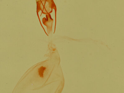 genitalia view of adult Cobubatha lixiva
