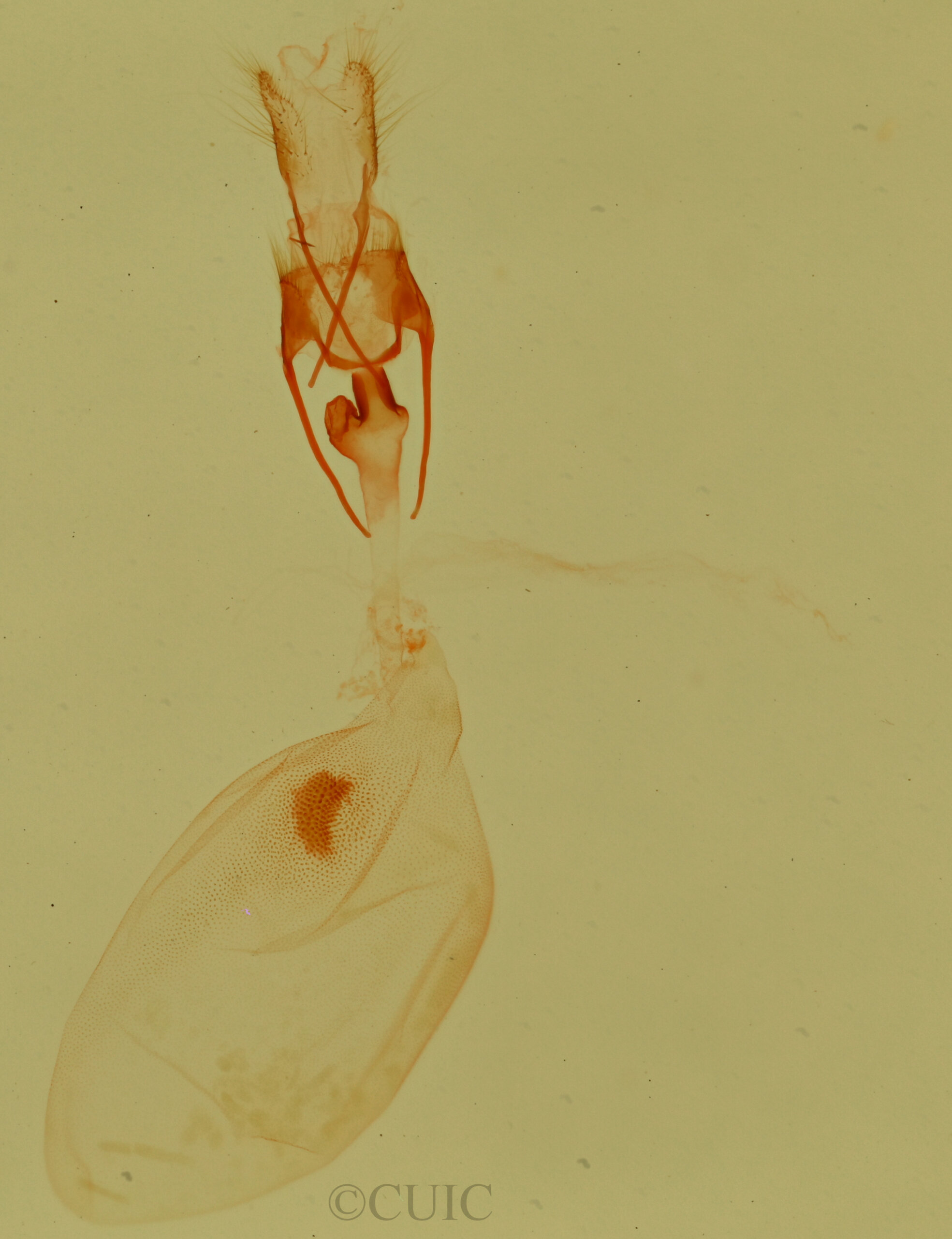 genitalia view of adult Cobubatha lixiva