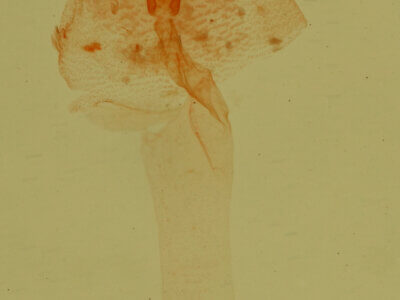 genitalia view of adult Ozarba propera