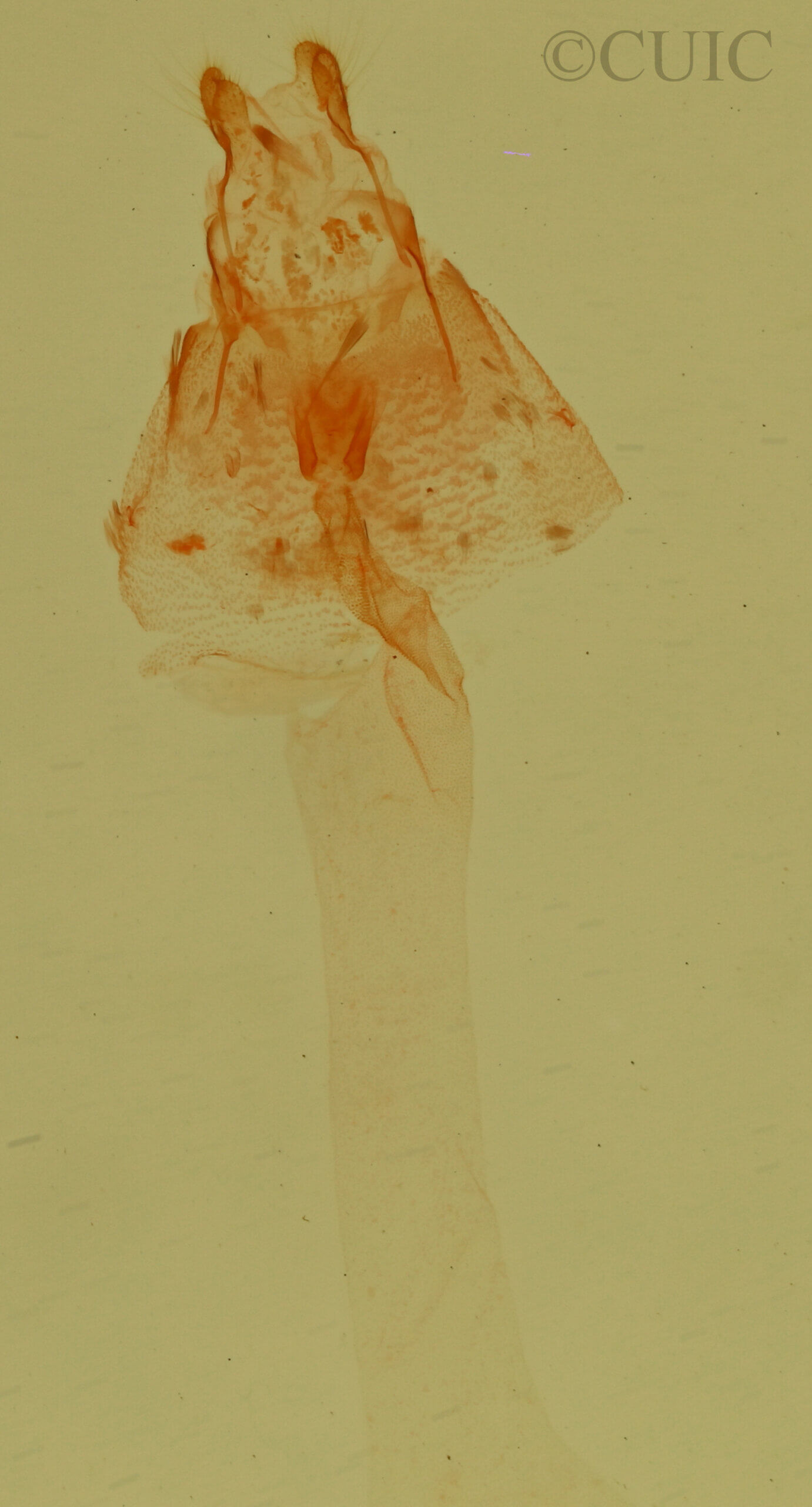 genitalia view of adult Ozarba propera