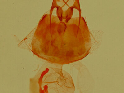 genitalia view of adult Nerastria sp.