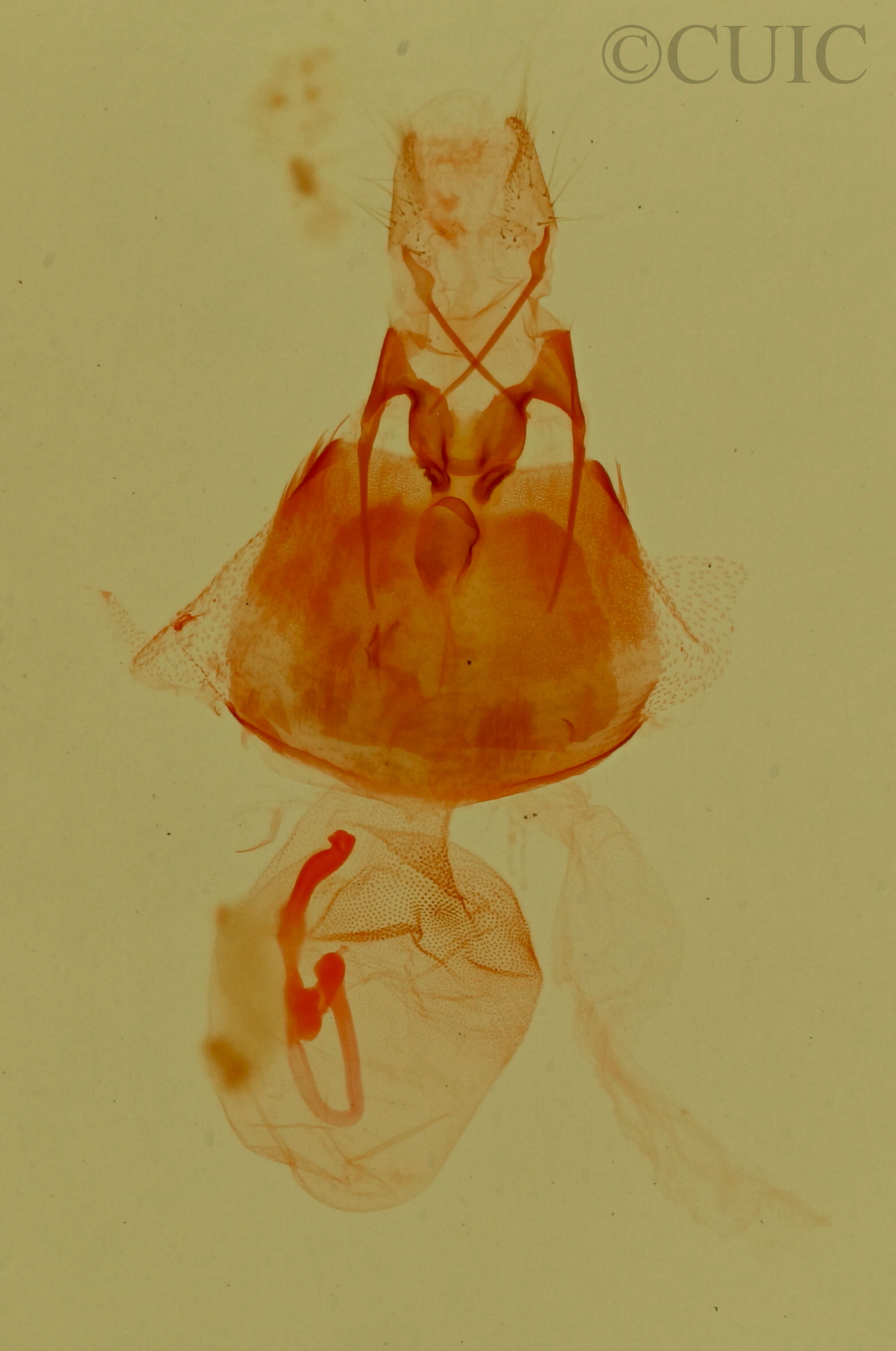 genitalia view of adult Nerastria sp.