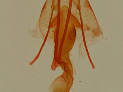 genitalia view of adult Tripudia limbatus