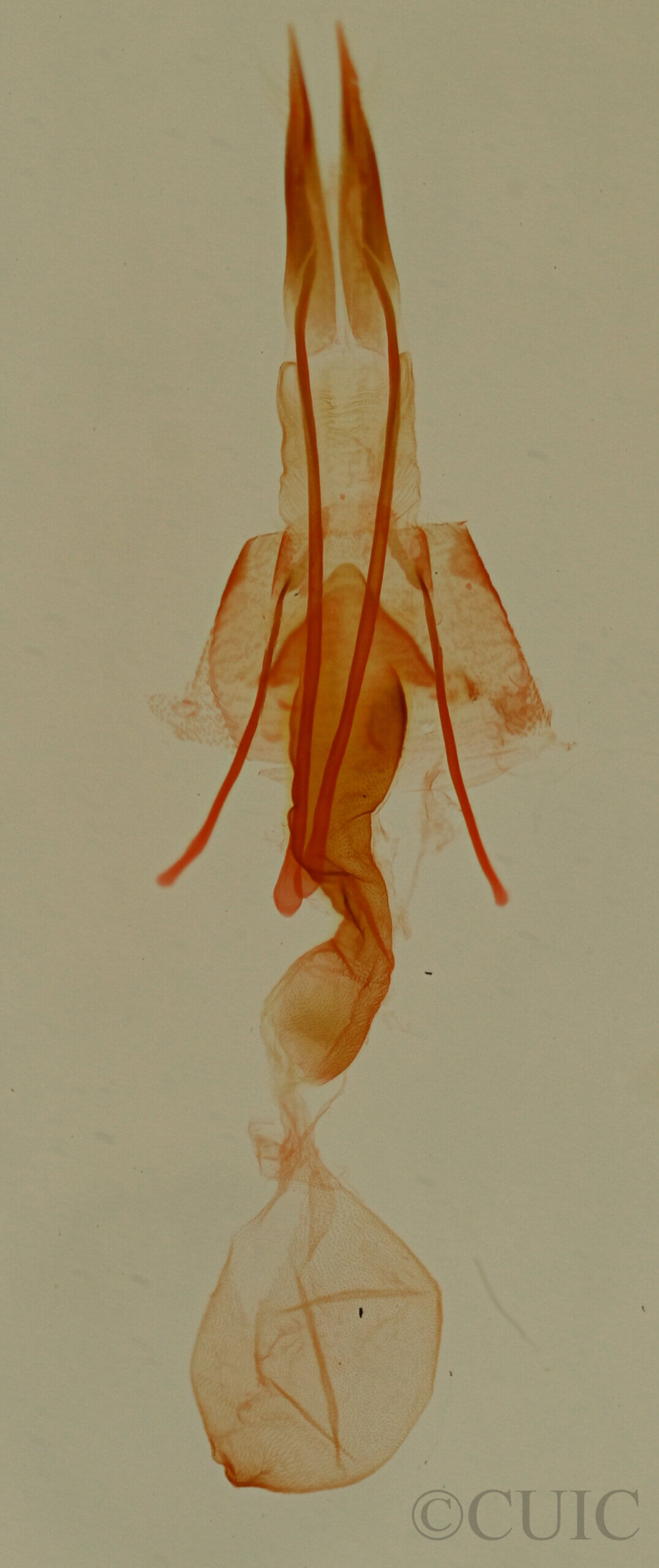 genitalia view of adult Tripudia limbatus
