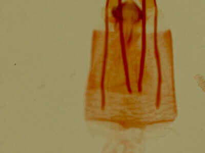 genitalia view of adult Tripudia flavifasciata