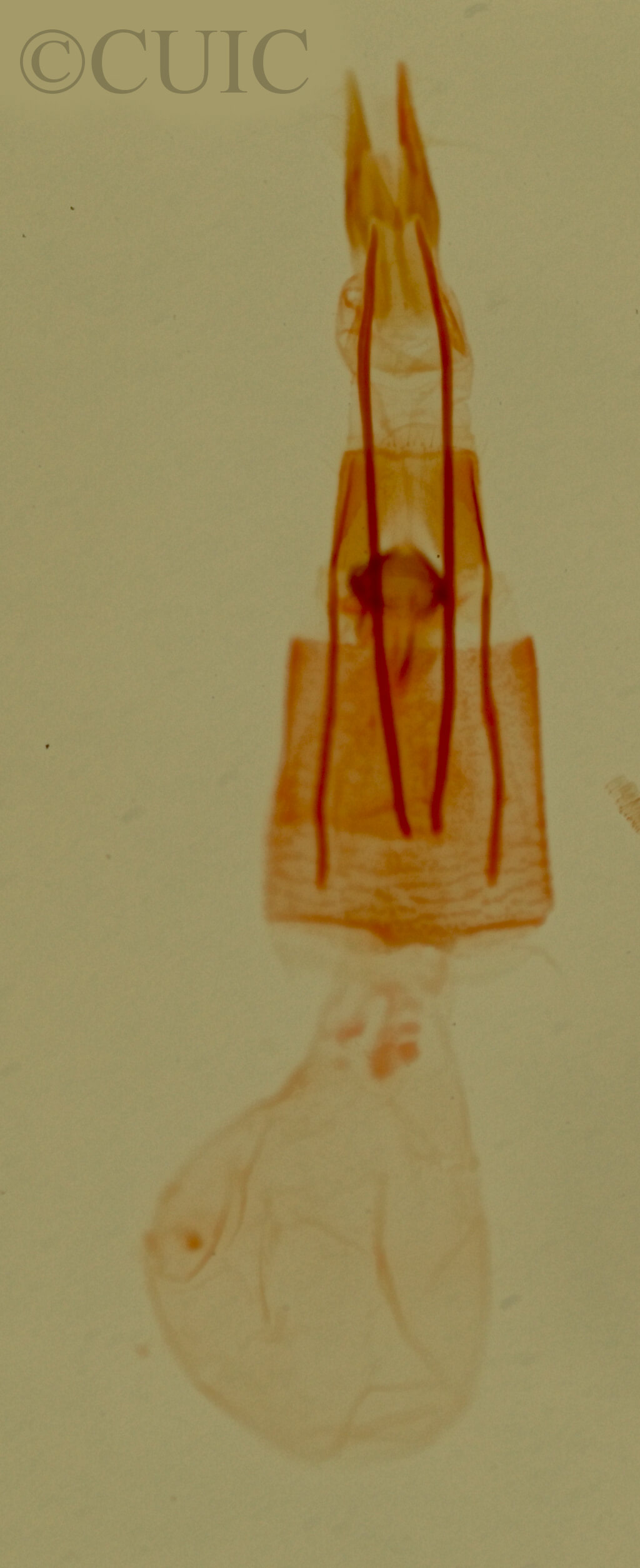 genitalia view of adult Tripudia flavifasciata
