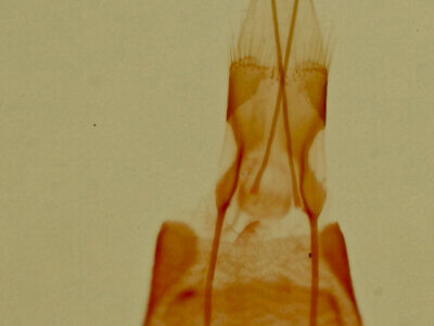 genitalia view of adult Tripudia quadrifera