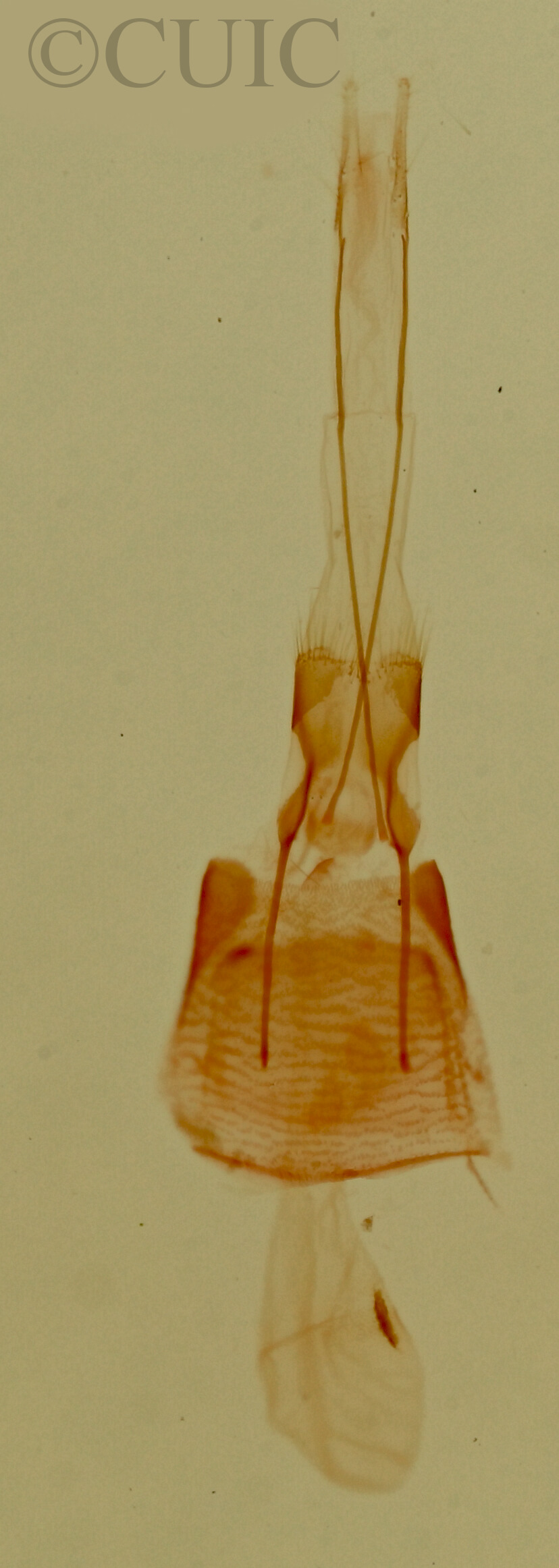 genitalia view of adult Tripudia quadrifera