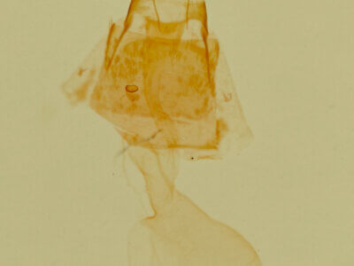 genitalia view of adult Phoenicophanta bicolor