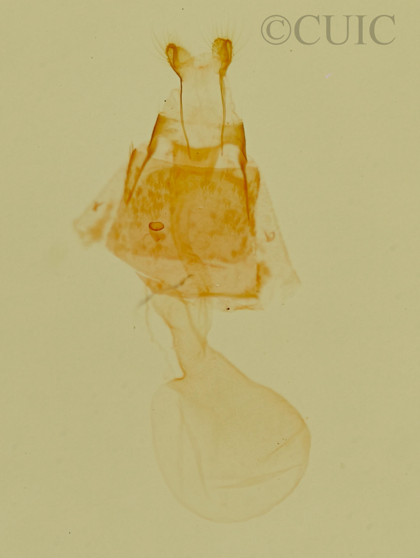 genitalia view of adult Phoenicophanta bicolor