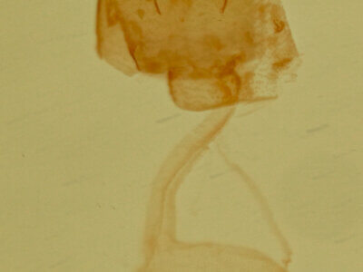 genitalia view of adult Phoenicophanta modestula