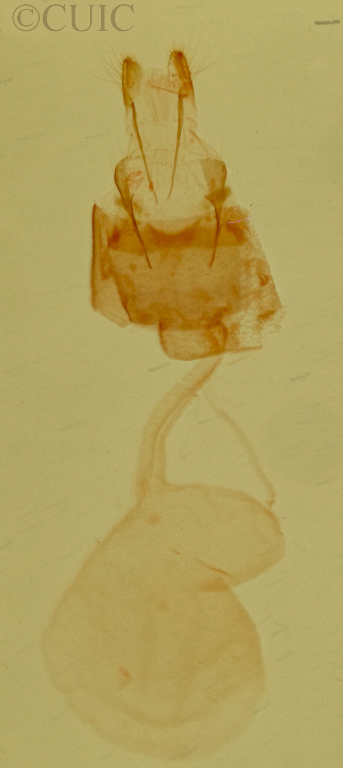 genitalia view of adult Phoenicophanta modestula