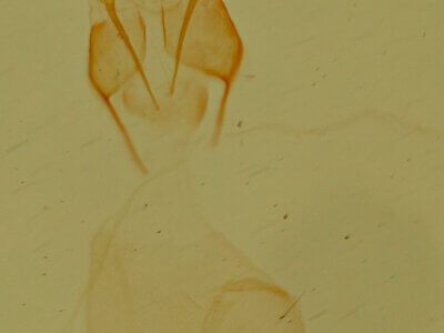 genitalia view of adult Allerastria albiciliatus