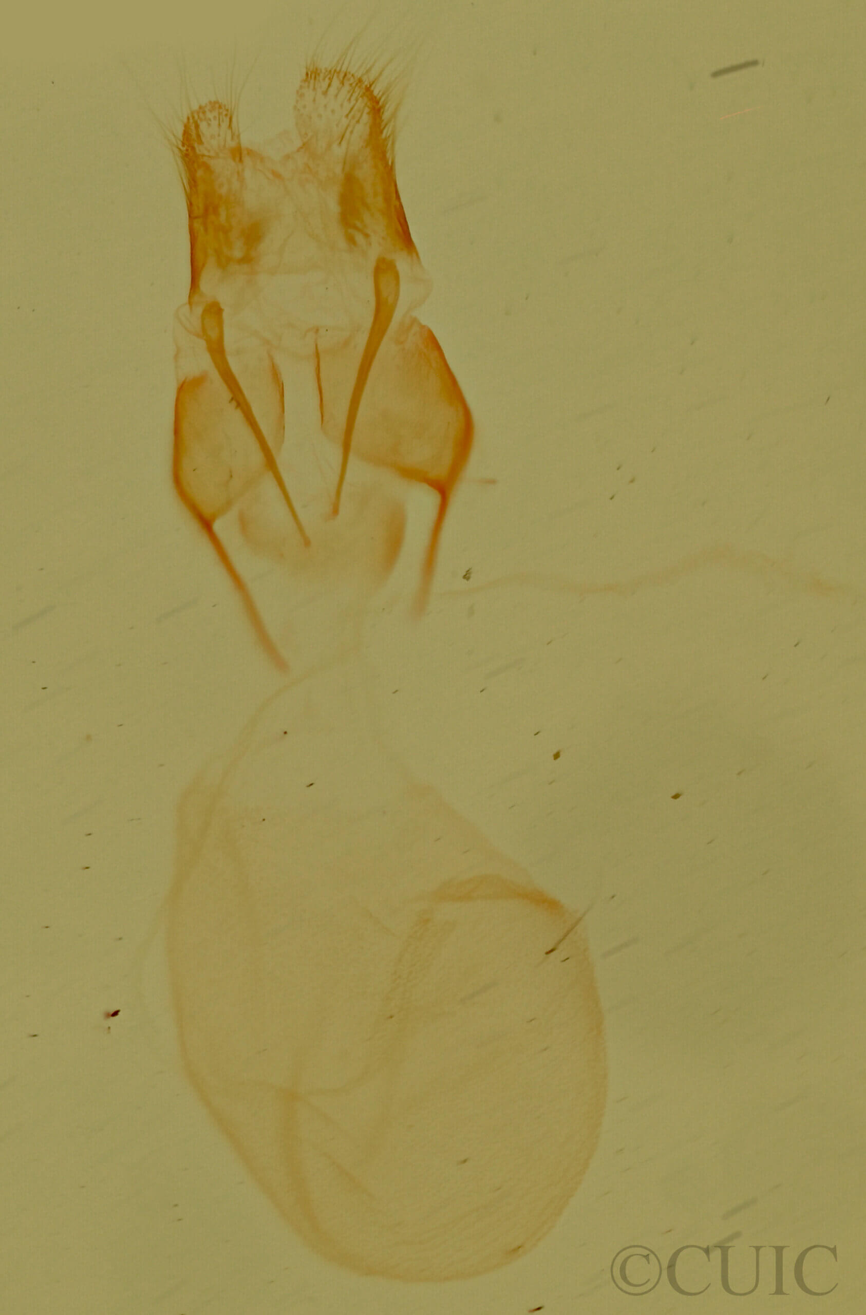 genitalia view of adult Allerastria albiciliatus