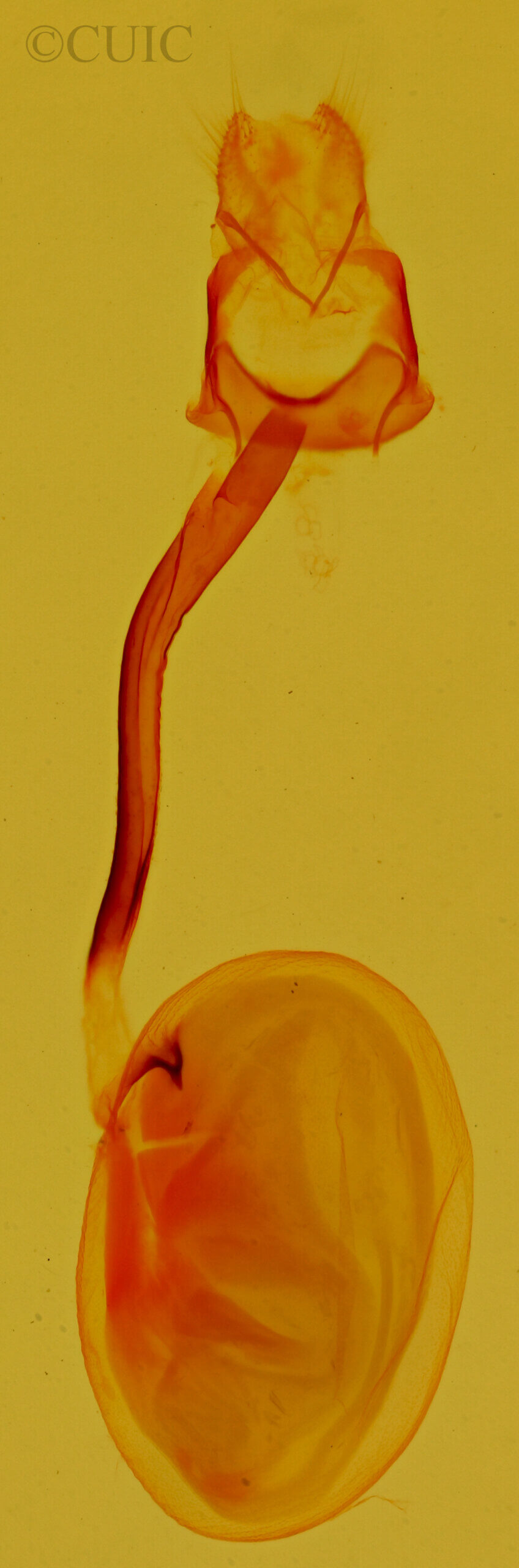 genitalia view of adult Euaontia clarki