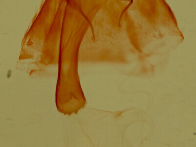 genitalia view of adult Phobolosia anfracta