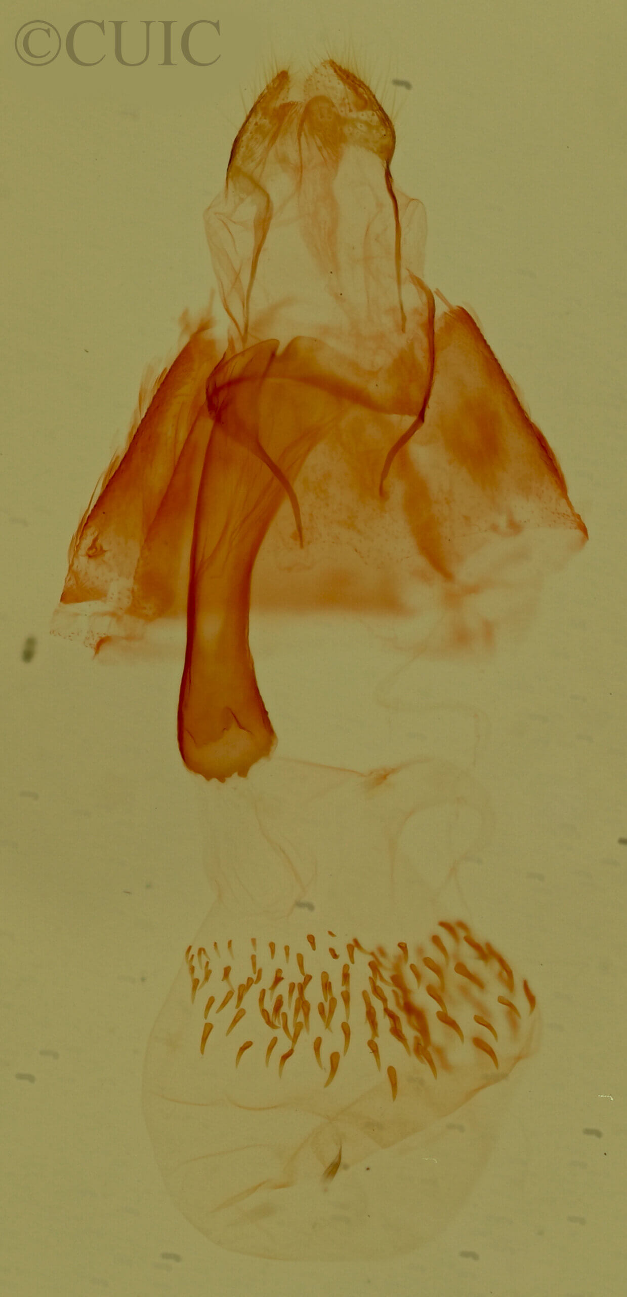 genitalia view of adult Phobolosia anfracta