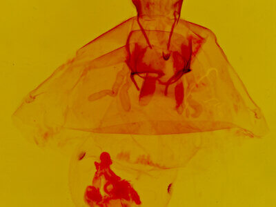 genitalia view of adult Hypercompe permaculata