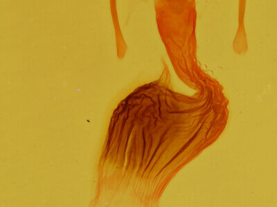 genitalia view of adult Neoligia rubirena