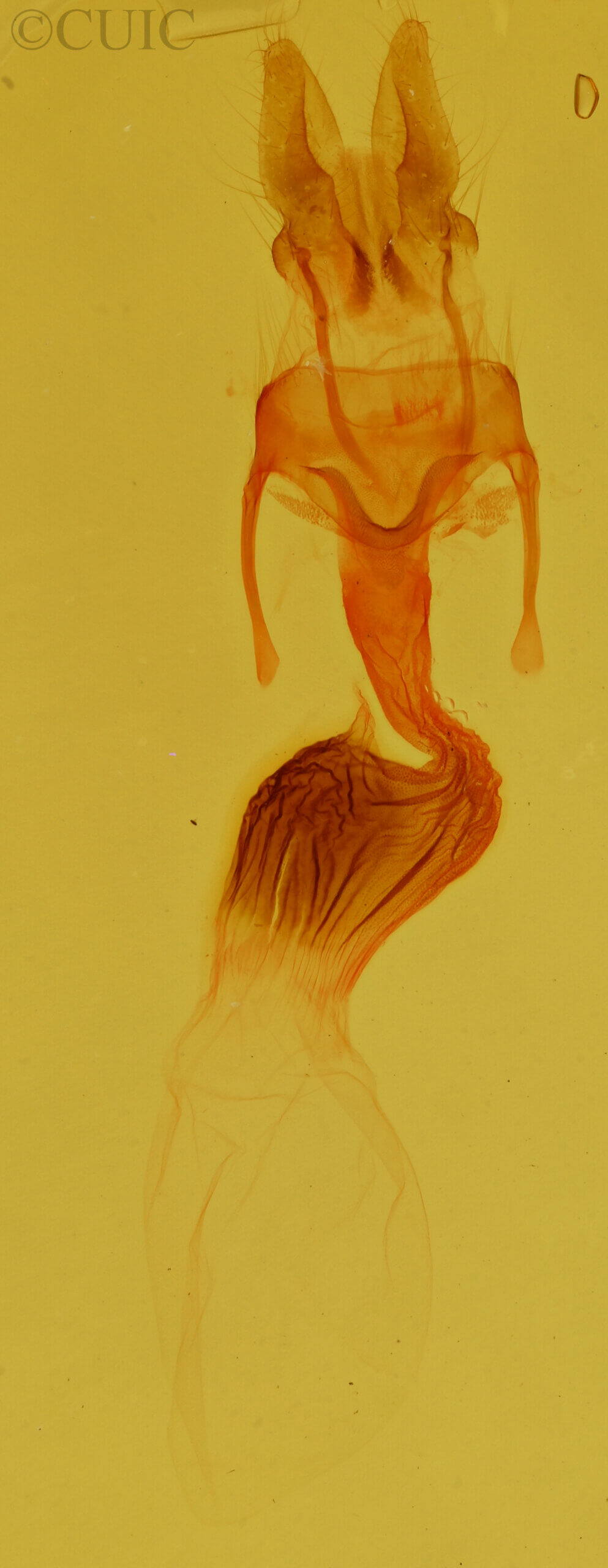 genitalia view of adult Neoligia rubirena