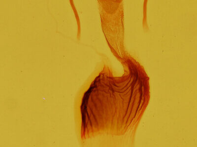 genitalia view of adult Neoligia rubirena