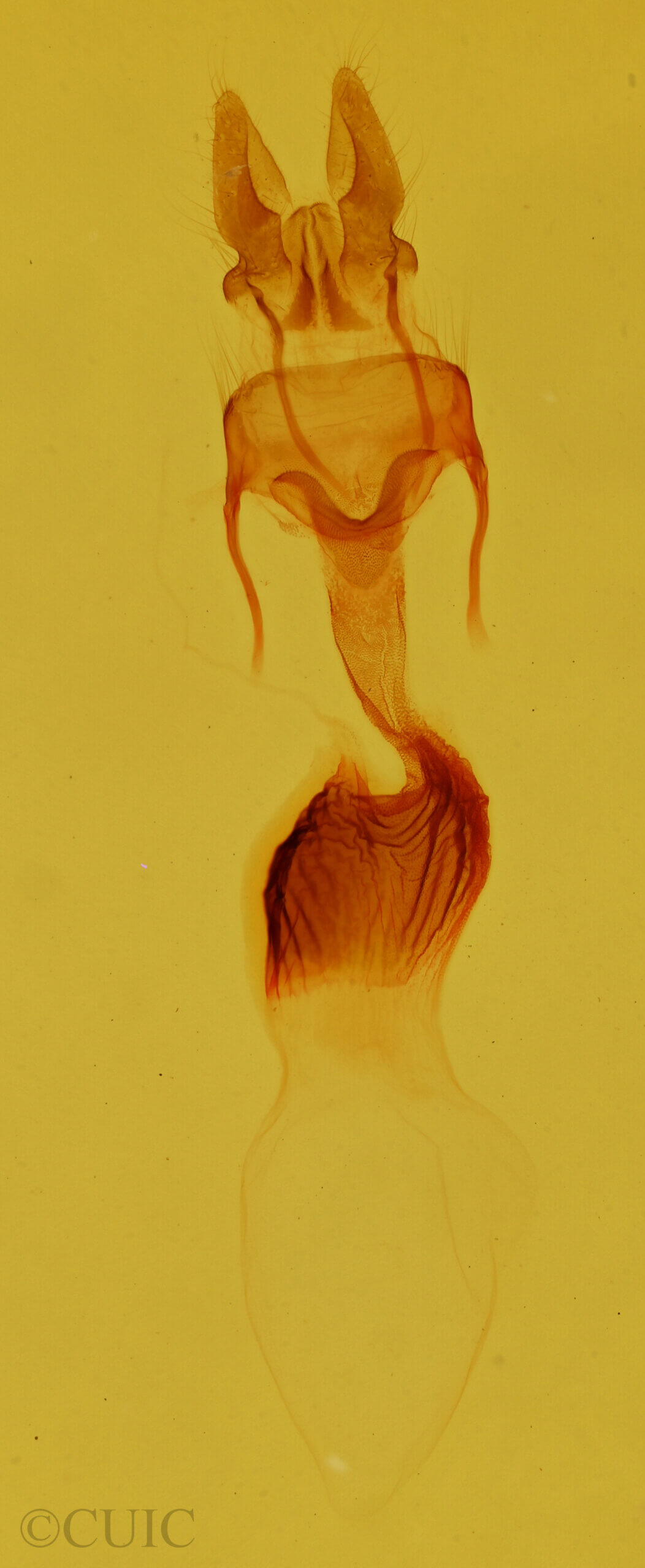 genitalia view of adult Neoligia rubirena