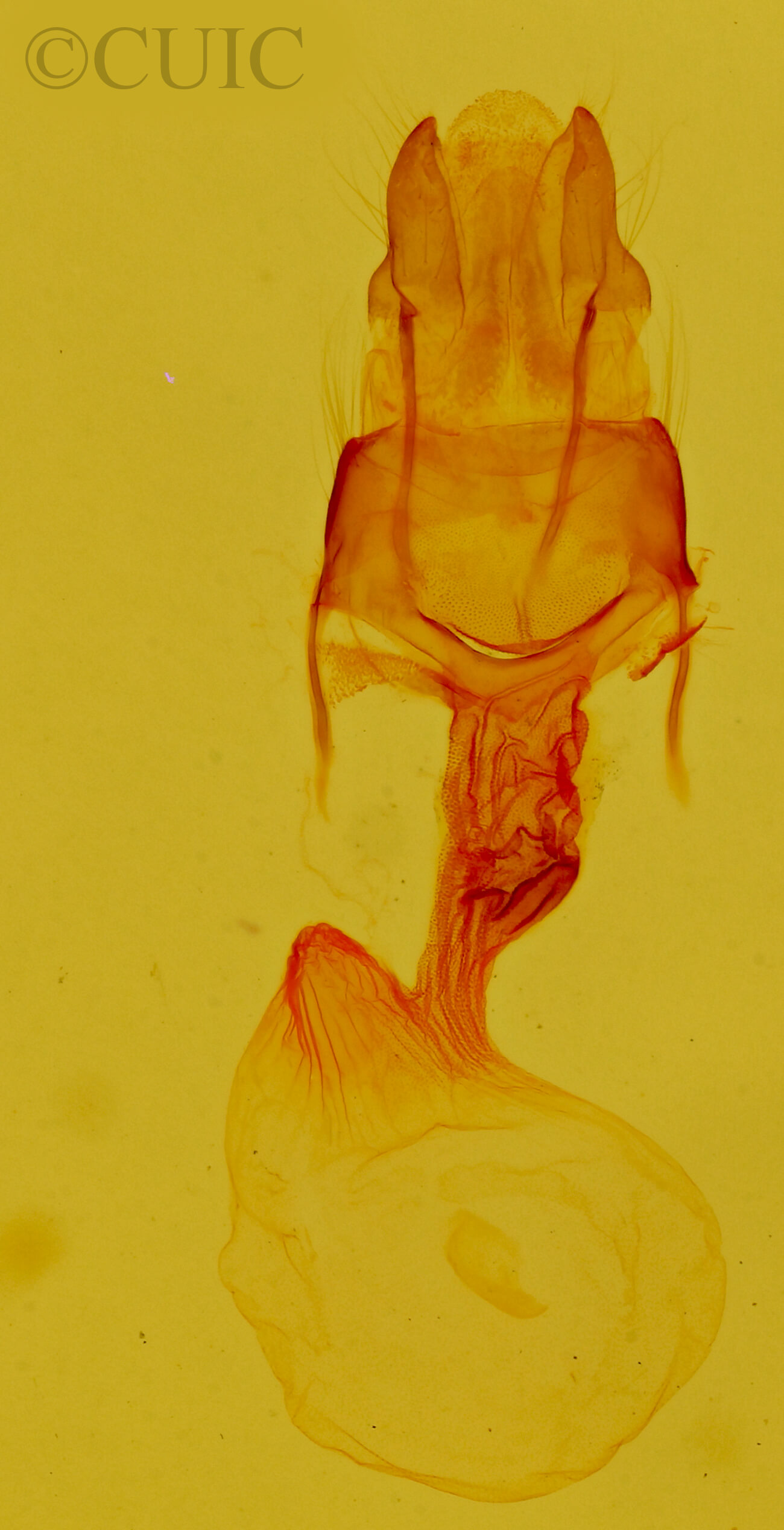 genitalia view of adult Neoligia subjuncta