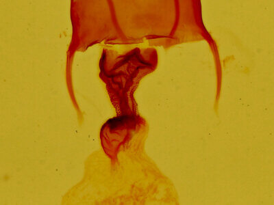 genitalia view of adult Neoligia inermis