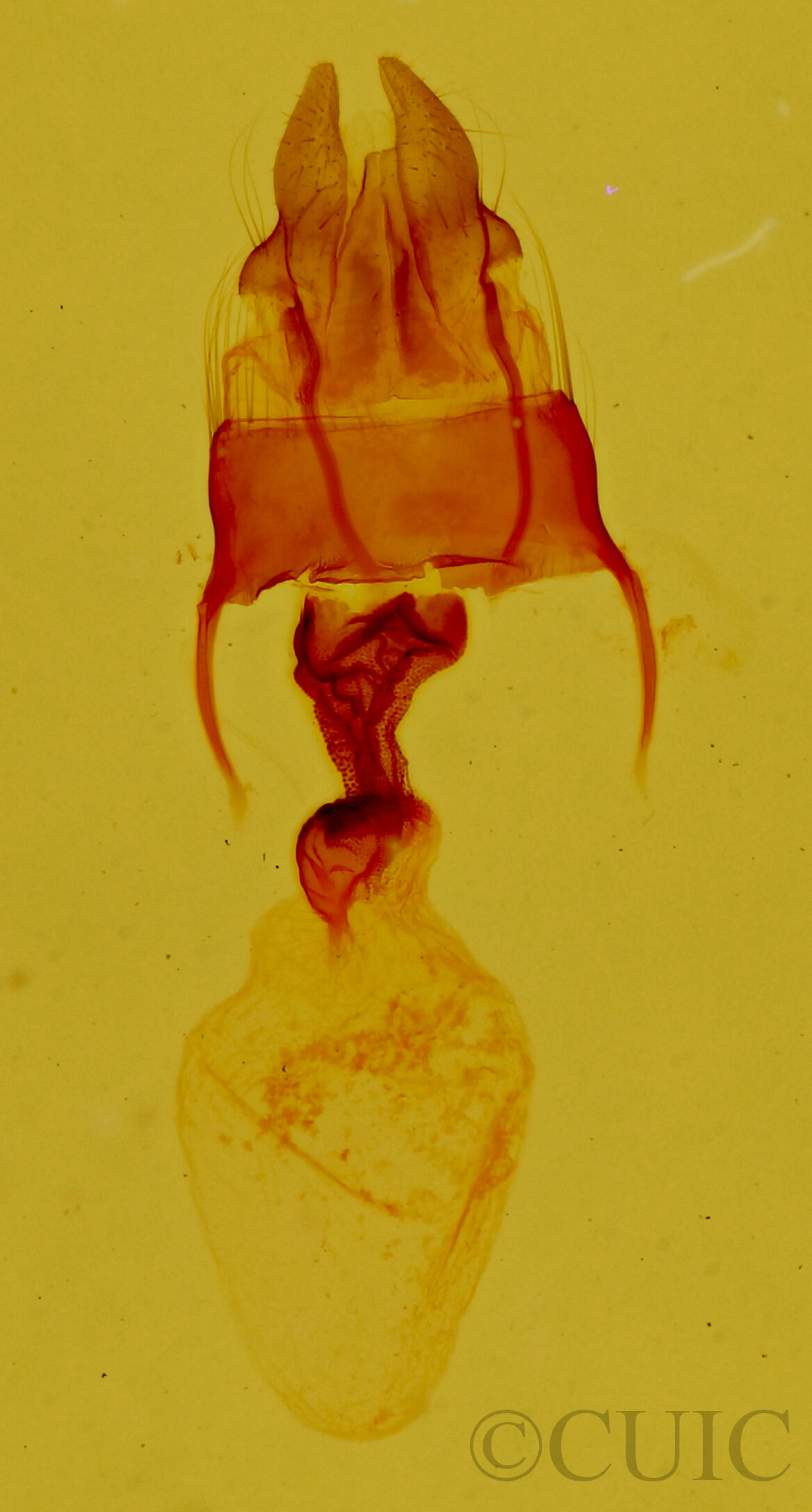 genitalia view of adult Neoligia inermis