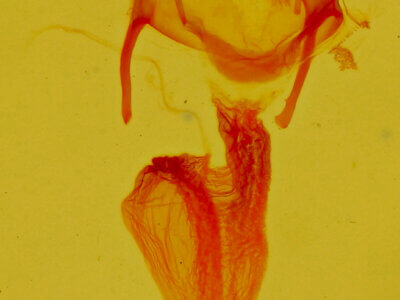 genitalia view of adult Neoligia lillooet