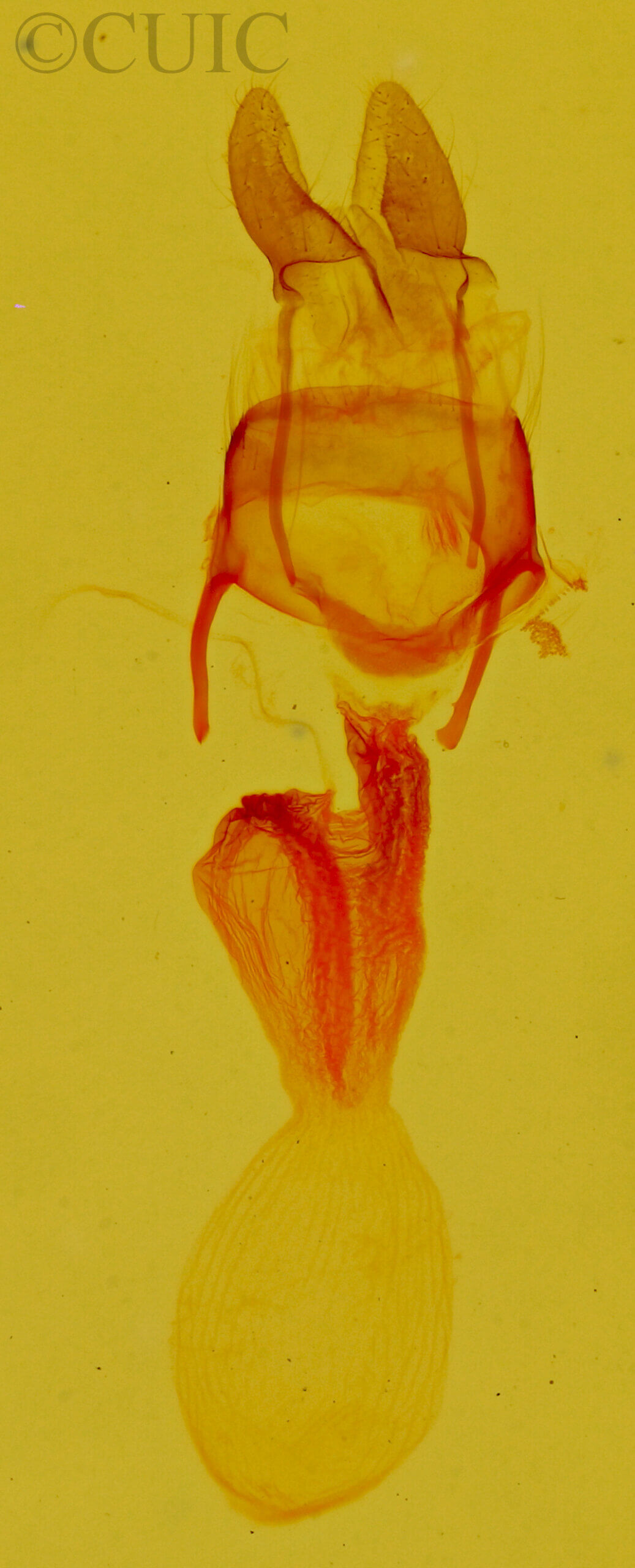 genitalia view of adult Neoligia lillooet